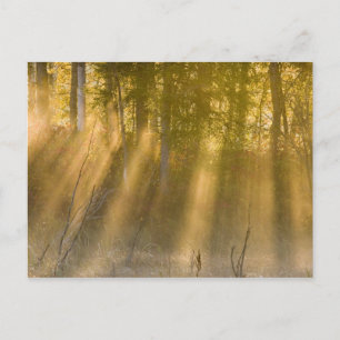 Nebeliger Sonnenaufgang im Tamarac NWR bei Detroit Postkarte