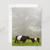 Nebelkuh, die ihr die Mütterkuh der gelblichen Sch Postkarte (Vorne/Hinten)