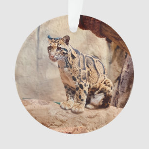 Nebelparder Bild Natur Ornament