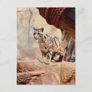 Nebelparder Bild Natur Wildleben exotisch Postkarte