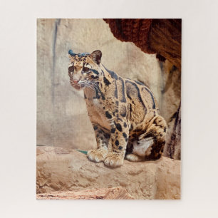 Nebelparder Bild Natur Wildleben exotisch Puzzle