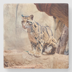 Nebelparder Bild Natur Wildleben exotisch Steinuntersetzer