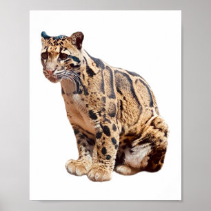 Nebelparder-Foto Dschungel große Katze Tier   Poster