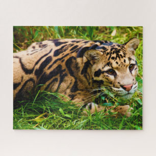 Nebelparder Großkatzen. Puzzle
