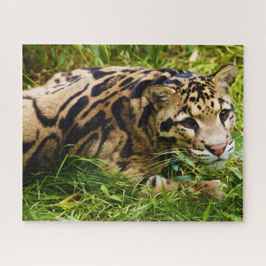 Nebelparder Großkatzen. Puzzle (Horizontal)