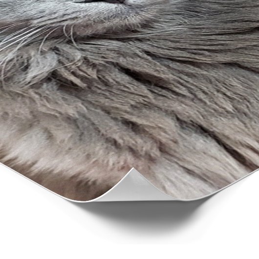 Nebelung Long-Hair Russian Blue Cat Poster (Ecke)