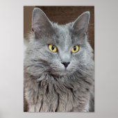 Nebelung Long-Hair Russian Blue Cat Poster (Vorne)