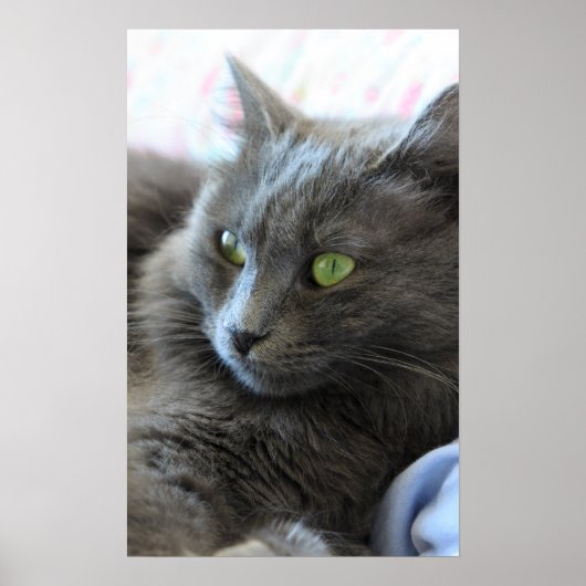 Nebelung Poster (Vorne)