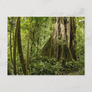Nebelwald, Bosque de Paz, Costa Rica Postkarte