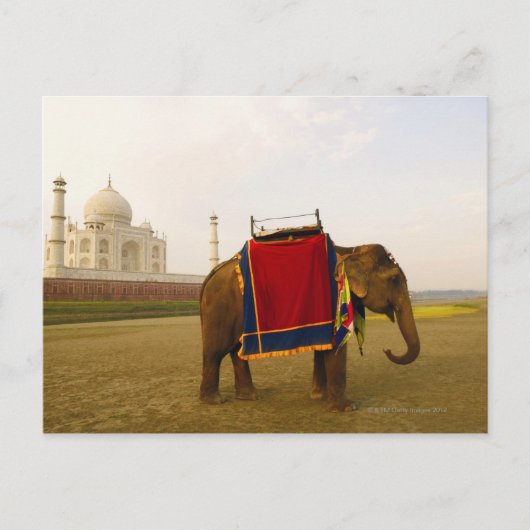 Nebenprofil eines Elefanten, Taj Mahal, Indien Postkarte (Vorderseite)