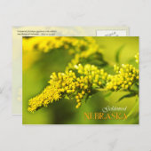 Nebraska Staat Blume: Goldenrod Postkarte (Vorne/Hinten)