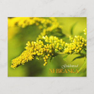 Nebraska Staat Blume: Goldenrod Postkarte