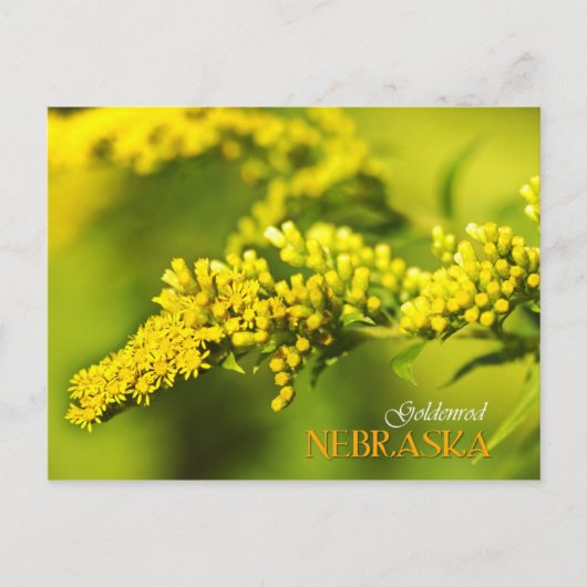 Nebraska Staat Blume: Goldenrod Postkarte (Vorderseite)