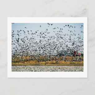 NEBRASKA VIEWS POSTKARTE