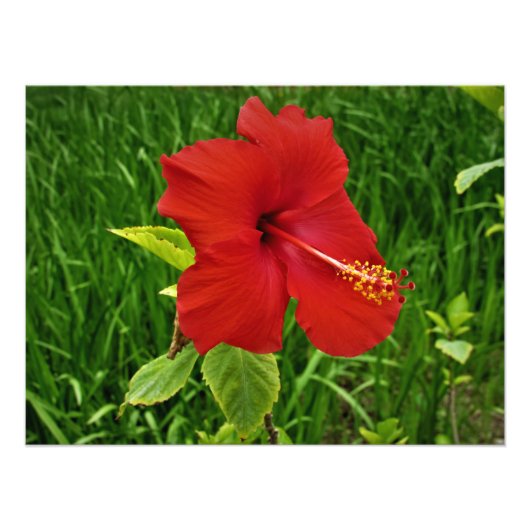 "Nebraskan-Hibiskus" Fotodruck (Vorne)