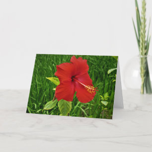 "Nebraskan Hibiskus" Osternkarte Karte