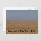 nebraskisch postkarte (Vorne/Hinten)