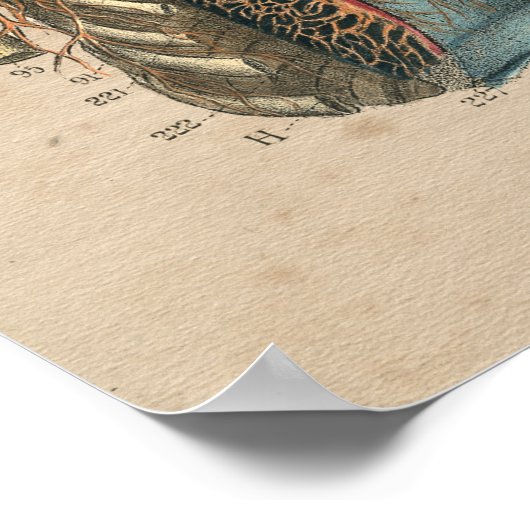 Neck Anatomie 1841 Print Poster (Ecke)