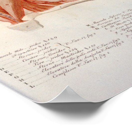 Neck Muscles Skull Anatomie Drucken Französisch Poster (Ecke)