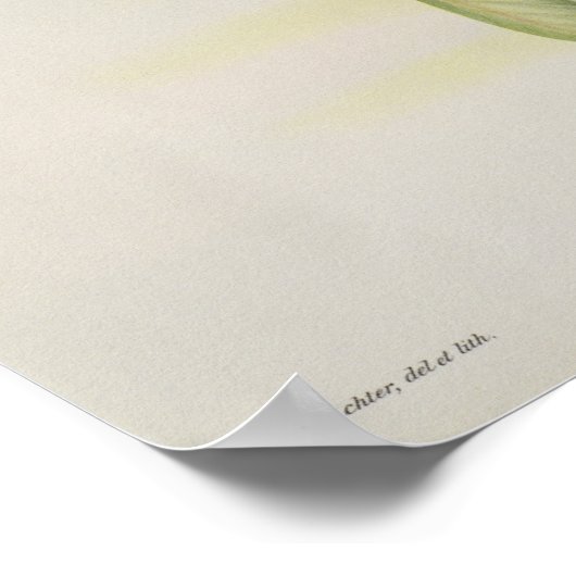 Nectarinia Gouldae Poster (Ecke)