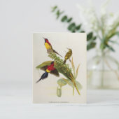 Nectarinia Gouldae Postkarte (Stehend Vorderseite)