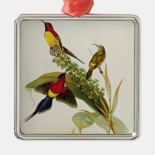 Nectarinia Gouldae Silbernes Ornament (Vorne)