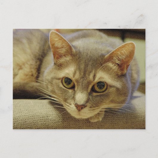 Nedda Postkarte (Vorderseite)