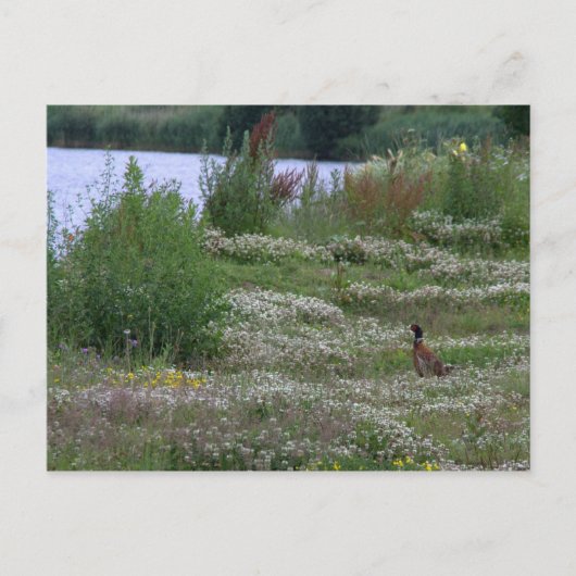 Nedereindse Plas Postkarte (Vorderseite)