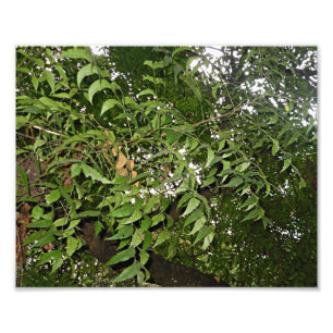 Neem Baum Azadirachta Indica Fotodruck
