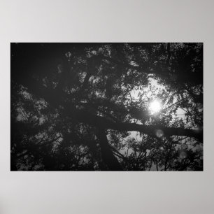 Neem Baum-Reflexion Poster