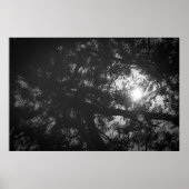 Neem Tree Reflection Poster (Vorne)