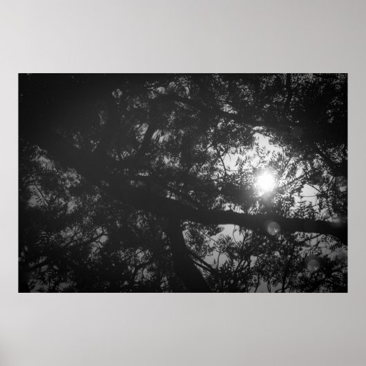 Neem Tree Reflection Poster (Vorne)