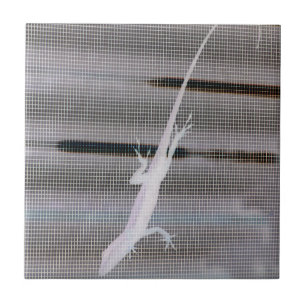 Negatives Bild einer Eidechse auf einem Fenster Fliese