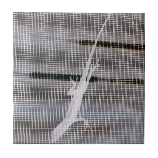 Negatives Bild einer Eidechse auf einem Fenster Fliese (Vorderseite)