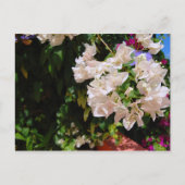 Negril, Jamaika Postkarte (Vorderseite)