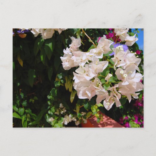 Negril, Jamaika Postkarte (Vorderseite)