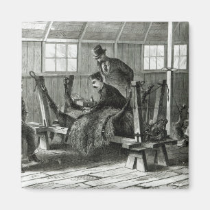 Nehmen des Virus vom Kalb Magnet