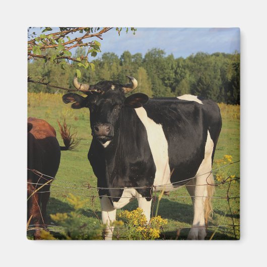 Nehmen Sie den Stier durch die Hörner Magnet (Vorne)