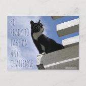 Nehmen Sie jede Challenge motivierend Katze Postkarte (Vorderseite)
