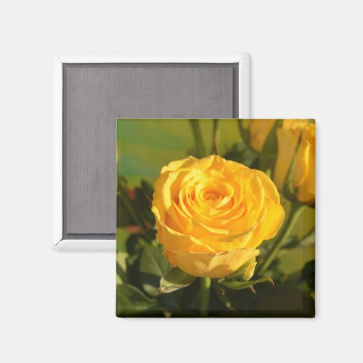 Nehmen Sie sich Zeit, um die gelbe Rose zu riechen Magnet (Vorderseite/Rückseite)