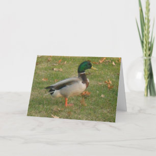 "Neighbhood Mallard #1" Dankeschön-Karte Karte