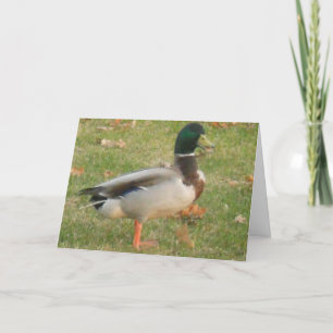 "Neighbhood Mallard #2" Dankeschön-Karte Karte