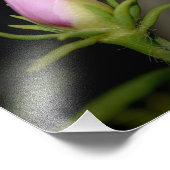 Neil Jones Fotografie - Geburt einer Rose. (Ecke)