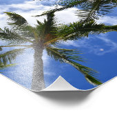 Neil Jones Fotografie - Palmen am Strand von Waiki (Ecke)