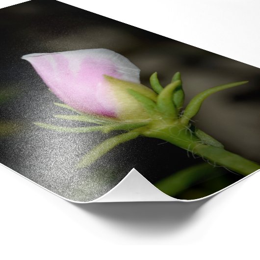 Neil Jones Fotografy - Geburt einer Rose Fotodruck (Ecke)