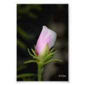 Neil Jones Fotografy - Geburt einer Rose Fotodruck (Vorne)