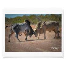 Neil Jones Fotografy - King of the Road.