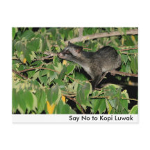 Nein zu Kopi Luwak Postcard
