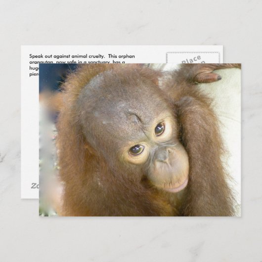 Nein zur Grausamkeit Postkarte (Vorne/Hinten)