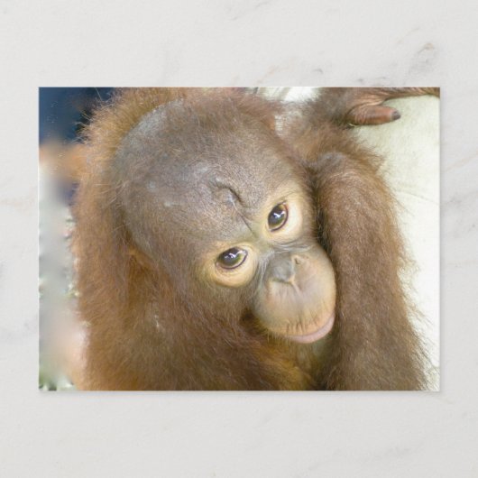 Nein zur Grausamkeit Postkarte (Vorderseite)